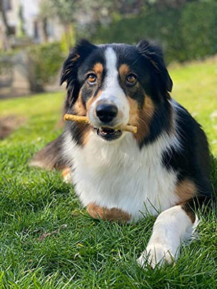 Fieldcrest Farms Nothing to Hide Natural Rawhide Alternative Small Twist Stix for Dogs - (10 Sticks) All Natural Easily Digestible Chews for All Breed Dogs