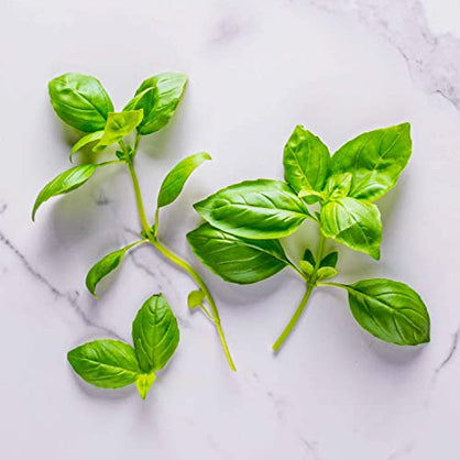 AeroGarden Seed Kit